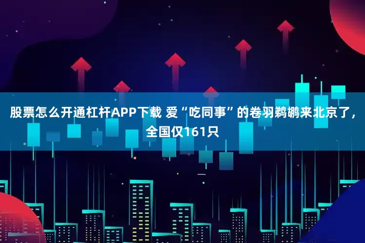 股票怎么开通杠杆APP下载 爱“吃同事”的卷羽鹈鹕来北京了，全国仅161只